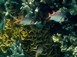 coast;coastal;coasts;coral;coral-reef;coral-reefs;corals;diving;Fij;Fiji;Fiji-Islands;fish;fishes;island;islands;Lattice-soldierfish;Malolo-Lailai-Is;Malolo-Lailai-Island;Malololailai-Is;Malololailai-Island;Mamanuca-Group;Mamanuca-Is;Mamanuca-Island-Group;Mamanuca-Islands;Mamanucas;marine;marine-environment;marine-life;marinelife;Myripristis-violacea;ocean;oceanlife;Pacific;Pacific-Island;Pacific-Islands;Plantation-Is;Plantation-Is-Resort;Plantation-Island;Plantation-Island-Resort;reef;reefs;sea;sealife;snorkelling;South-Pacific;Squirrelfishes;tropical-fish;tropical-island;tropical-islands;tropical-reef;tropical-reefs;under-water;under_water;undersea;underwater;underwater-photo;underwater-photography;underwater-photos;Violet-Soldierfish;water