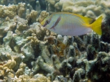 Barred-rabbitfish;Barred-spinefoot;coast;coastal;coasts;coral;coral-reef;coral-reefs;corals;diving;Doublebar-Spinefoot;Fij;Fiji;Fiji-Islands;fish;fishes;island;islands;Malolo-Lailai-Is;Malolo-Lailai-Island;Malololailai-Is;Malololailai-Island;Mamanuca-Group;Mamanuca-Is;Mamanuca-Island-Group;Mamanuca-Islands;Mamanucas;marine;marine-environment;marine-life;marinelife;ocean;oceanlife;Pacific;Pacific-Island;Pacific-Islands;Pencil_streaked-rabbitfish;Plantation-Is;Plantation-Is-Resort;Plantation-Island;Plantation-Island-Resort;reef;reefs;sea;sealife;Siganus-doliatus;snorkelling;South-Pacific;tropical-fish;tropical-island;tropical-islands;tropical-reef;tropical-reefs;under-water;under_water;undersea;underwater;underwater-photo;underwater-photography;underwater-photos;water