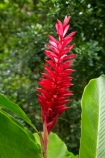 Alpinia-purpurata;Coral-Coast;Fij;Fiji-Islands;Korotogo;Kula-Eco-Park;Kula-Ecopark;Ostrich-Plume;Pacific;Pink-Cone-Ginger;Red-Ginger-Flower;Sigatoka;South-Pacific;tourist-attraction;tourist-attractions;tropical-flower;tropical-flowers;Viti-Levu;Viti-Levu-Island