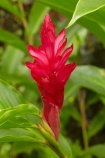 Alpinia-purpurata;Coral-Coast;Crusoes-Resort;Crusoes-Retreat;Crusoes-Resort;Crusoes-Retreat;Fij;Fiji-Islands;flower;flowers;island;islands;Ostrich-Plume;Pacific;Pink-Cone-Ginger;Red-Ginger-Flower;South-Pacific;tropical-flower;tropical-flowers;Viti-Levu;Viti-Levu-Is;Viti-Levu-Island