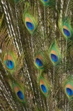 blue;Coral-Coast;feather;feathers;Fij;Fiji-Islands;green;Korotogo;Kula-Eco-Park;Kula-Ecopark;Pacific;peacock;peacock-feather;peacock-feathers;peacocks;Sigatoka;South-Pacific;tourist-attraction;tourist-attractions;turqoise;Viti-Levu;Viti-Levu-Island