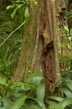 Coral-Coast;Fij;Fiji-Islands;forest;forests;Korotogo;Kula-Eco-Park;Kula-Ecopark;Pacific;rainforest;rainforests;rainforrests;Sigatoka;South-Pacific;tourist-attraction;tourist-attractions;tree;trees;trunk;trunks;Viti-Levu;Viti-Levu-Island