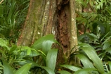Coral-Coast;Fij;Fiji-Islands;forest;forests;Korotogo;Kula-Eco-Park;Kula-Ecopark;Pacific;rainforest;rainforests;rainforrests;Sigatoka;South-Pacific;tourist-attraction;tourist-attractions;tree;trees;trunk;trunks;Viti-Levu;Viti-Levu-Island