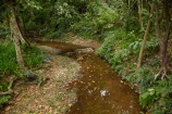 brook;brooks;Coral-Coast;creek;creeks;fern;ferns;Fij;Fiji-Islands;flora;flow;forest;forestry;forests;green;Korotogo;Kula-Eco-Park;Kula-Ecopark;lush;native-bush;outdoor;outdoors;Pacific;rainforest;rainforests;rainforrests;Sigatoka;South-Pacific;stream;streams;tourist-attraction;tourist-attractions;tree;trees;undergrowth;Viti-Levu;Viti-Levu-Island;water;watercourse;wet