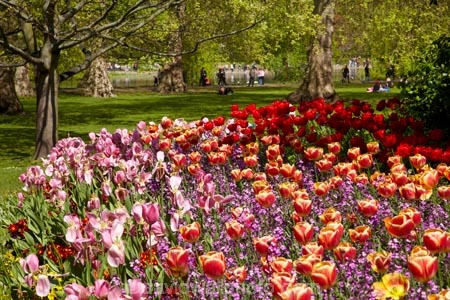 bloom;blooming;blooms;blossom;blossoming;blossoms;Britain;City-of-Westminster;color;colorful;colour;colourful;England;Europe;flower;flower-garden;flower-gardens;flowerbad;flowerbeds;flowers;fresh;G.B.;GB;Great-Britain;grow;growth;lilac;London;pink;purple;red;renew;Royal-Parks-of-London;Saint-James-Park;Saint-Jamess-Park;season;seasonal;seasons;spring;springtime;St-James-Park;St-Jamess-Park;St.-James-Park;St.-Jamess-Park;tulip;tulips;U.K.;UK;United-Kingdom;violet;Westminster