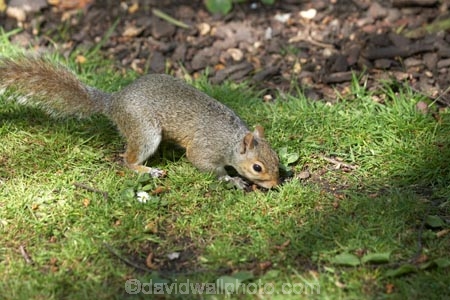 animal;animals;britain;City-of-Westminster;eastern-gray-squirrel;england;Europe;G.B.;GB;great-britain;grey-squirrel;kingdom;london;mammal;mammals;o8l4796;Royal-Parks-of-London;Saint-James-Park;Saint-Jamess-Park;Sciurus-carolinensis;St-James-Park;St-Jamess-Park;St.-James-Park;St.-Jamess-Park;U.K.;uk;united;United-Kingdom;Westminster;wildlife