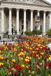 6708;bloom;blooming;blooms;blossom;blossoming;blossoms;britain;building;buildings;classical;column;columns;england;Europe;flower;flowers;fresh;G.B.;GB;great-britain;grow;growth;heritage;historic;historic-building;historic-buildings;historical;historical-building;historical-buildings;history;kingdom;london;old;renew;Royal-Exchange;season;seasonal;seasons;spring;springtime;The-City-of-London;The-Royal-Exchange;tradition;traditional;tulip;tulips;U.K.;uk;united;United-Kingdom