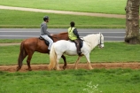 Britain;brown-horse;brown-horses;chestnut-horse;chestnut-horses;City-of-Westminster;England;equestrian;equine;Europe;G.B.;GB;Great-Britain;horse;horse-riding;horses;Hyde-Park;London;Royal-Parks-of-London;U.K.;UK;United-Kingdom;Westminster;white-horse;white-horses