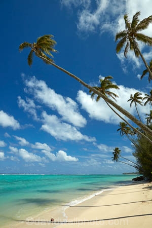 aquamarine;beach;beaches;blue;clean-water;clear-water;coconut-palm;coconut-palms;Cook-Is;Cook-Islands;ocean;Pacific;Pacific-Ocean;palm;palm-tree;palm-trees;palms;paradise;Rarotonga;sea;South-Pacific;tropcial-water;tropical;tropical-beach;tropical-island;tropical-islands;tropical-palm-tree;turquoise