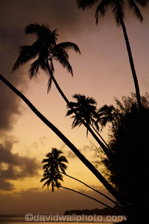 beach;beaches;coconut-palm;coconut-palms;Cook-Is;Cook-Islands;dusk;evening;night;night_time;nightfall;ocean;orange;Pacific;Pacific-Ocean;palm;palm-tree;palm-trees;palms;paradise;Rarotonga;sea;South-Pacific;sunset;sunsets;tropical;tropical-island;tropical-islands;tropical-palm-tree;twilight