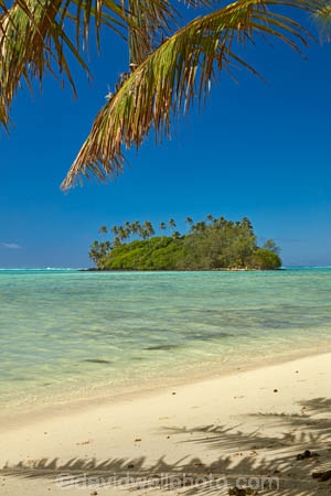 aquamarine;beach;beaches;blue;clean-water;clear-water;Cook-Is;Cook-Islands;Muri-Beach;Muri-Lagoon;Pacific;palm;palm-tree;palm-trees;palms;Rarotonga;South-Pacific;Taakoka-Is;Taakoka-Island;tropcial-water;tropical;tropical-beach;tropical-island;tropical-islands;tropical-palm-tree;turquoise