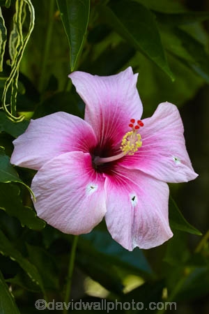 Akapuao-Tapere;bloom;blooms;Cook-Is;Cook-Islands;flower;flowers;garden;gardens;hibiscus;Hibiscus-flower;Hibiscus-flowers;hibiscuses;Maire-Nui;Maire-Nui-Botanical-Gardens;Maire-Nui-Gardens;Mairie-Nui;Mairie-Nui-Botanical-Gardens;Mairie-Nui-Gardens;Pacific;pink;pink-flower;pink-flowers;plant;plants;Rarotonga;South-Pacific;Titakaveka;tropical;tropical-flower;tropical-flowers;tropical-garden;tropical-gardens;tropical-island;tropical-islands;tropical-plant;tropical-plants