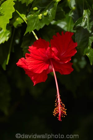 Akapuao-Tapere;bloom;blooms;Cook-Is;Cook-Islands;flower;flowers;garden;gardens;hibiscus;Hibiscus-rosa_sinensis;hibiscuses;Maire-Nui;Maire-Nui-Botanical-Gardens;Maire-Nui-Gardens;Mairie-Nui;Mairie-Nui-Botanical-Gardens;Mairie-Nui-Gardens;Pacific;plant;plants;Rarotonga;red;red-flower;red-flowers;Red-Hibiscus;South-Pacific;Titakaveka;tropical;tropical-flower;tropical-flowers;tropical-garden;tropical-gardens;tropical-island;tropical-islands;tropical-plant;tropical-plants