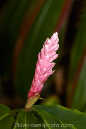 Akapuao-Tapere;alpina;bloom;blooms;Cook-Is;Cook-Islands;flower;flowers;garden;gardens;ginger-flower;Maire-Nui;Maire-Nui-Botanical-Gardens;Maire-Nui-Gardens;Mairie-Nui;Mairie-Nui-Botanical-Gardens;Mairie-Nui-Gardens;Pacific;pink;pink-flower;pink-flowers;pink-wild-ginger;plant;plants;Rarotonga;South-Pacific;Titakaveka;tropical;tropical-flower;tropical-flowers;tropical-garden;tropical-gardens;tropical-island;tropical-islands;tropical-plant;tropical-plants;Wild-ginger;Wild-ginger-flower;Wild-ginger-flowers