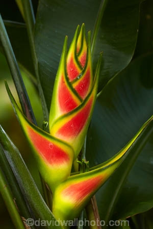 Akapuao-Tapere;bloom;blooms;Cook-Is;Cook-Islands;flower;flowers;garden;gardens;heliconia;heliconias;Mairie-Nui;Mairie-Nui-Botanical-Gardens;Mairie-Nui-Gardens;Pacific;plant;plants;Rarotonga;South-Pacific;Titakaveka;tropical;tropical-flower;tropical-flowers;tropical-garden;tropical-gardens;tropical-island;tropical-islands;tropical-plant;tropical-plants