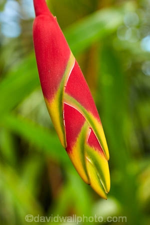 Akapuao-Tapere;bloom;blooms;Cook-Is;Cook-Islands;flower;flowers;garden;gardens;Hanging-Heliconia;hanging-lobster-claw;Heliconia;Heliconia-rostrata;Maire-Nui;Maire-Nui-Botanical-Gardens;Maire-Nui-Gardens;Mairie-Nui;Mairie-Nui-Botanical-Gardens;Mairie-Nui-Gardens;Pacific;plant;plants;Rarotonga;red;red-flower;red-flowers;South-Pacific;Titakaveka;tropical;tropical-flower;tropical-flowers;tropical-garden;tropical-gardens;tropical-island;tropical-islands;tropical-plant;tropical-plants;yellow