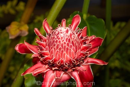 Akapuao-Tapere;bloom;blooms;Cook-Is;Cook-Islands;flower;flowers;garden;gardens;ginger-flower;Maire-Nui;Maire-Nui-Botanical-Gardens;Maire-Nui-Gardens;Mairie-Nui;Mairie-Nui-Botanical-Gardens;Mairie-Nui-Gardens;Nicolaia-elatior;Pacific;plant;plants;Rarotonga;red-ginger-lily;South-Pacific;Titakaveka;torch-ginger;torch-lily;tropical;tropical-flower;tropical-flowers;tropical-garden;tropical-gardens;tropical-island;tropical-islands;tropical-plant;tropical-plants;wild-ginger