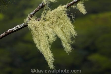 Cook-Is;Cook-Islands;lichen;lichens;Mt-Raemaru;Pacific;Raemaru-Mountain;Raemaru-Mtn;Rarotonga;South-Pacific;Takitoa-Ridge;Takitoa-Ridge-Track;Takitoa-Track;old-mans-beard;old-mans-beard;old-mans-beard-lichen;old-mans-beard-lichen
