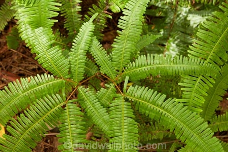 bush;Cook-Is;Cook-Islands;fern;ferns;forest;forests;green;lush;Mt-Raemaru;Pacific;Raemaru-Mountain;Raemaru-Mtn;Rarotonga;South-Pacific;Takitoa-Ridge;Takitoa-Ridge-Track;Takitoa-Track;tropical-forest;tropical-forests