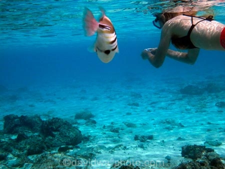 aqua;aquamarine;azure;blue;clean-water;clear-water;coast;coastal;coasts;cobalt;cobalt-blue;cobalt-ultramarine;cobaltultramarine;Cook-Is;Cook-Islands;coral;coral-reef;coral-reefs;diving;fish;fishes;girl;girls;marine;marine-environment;marine-life;marinelife;model-release;model-released;MR;ocean;oceanlife;Pacific;Pacific-Island;Pacific-Islands;paradise;Rarotonga;reef;reefs;sea;sealife;snorkeller;snorkellers;snorkelling;South-Pacific;swim-swimmer;swimming;teal;teal-blue;tropcial-water;tropical;tropical-fish;tropical-island;tropical-islands;tropical-paradise;tropical-reef;tropical-reefs;turquoise;ultramarine;under-water;under_water;undersea;underwater;underwater-photo;underwater-photography;underwater-photos;water