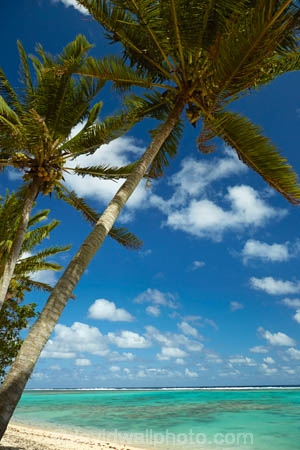 aquamarine;azure;beach;beaches;blue;clean-water;clear-water;cobalt;cobalt-blue;cobalt-ultramarine;cobaltultramarine;Coconut-palm;Coconut-palm-tree;Coconut-palm-trees;Coconut-palms;Coconut-tree;Coconut-trees;Cook-Is;Cook-Islands;frond;fronds;Pacific;palm;palm-frond;palm-fronds;palm-tree;palm-trees;palms;paradise;Rarotonga;South-Pacific;teal;tropical;tropical-beach;tropical-island;tropical-islands;tropical-palm-tree;tropical-paradise;turquoise;ultramarine;water