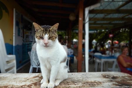 Avarua;Cat;cats;Cook-Is;Cook-Islands;Pacific;Punanga-Nui-Market;Rarotonga;South-Pacific