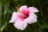 Akapuao-Tapere;bloom;blooms;Cook-Is;Cook-Islands;flower;flowers;garden;gardens;hibiscus;Hibiscus-flower;Hibiscus-flowers;hibiscuses;Maire-Nui;Maire-Nui-Botanical-Gardens;Maire-Nui-Gardens;Mairie-Nui;Mairie-Nui-Botanical-Gardens;Mairie-Nui-Gardens;Pacific;pink;pink-flower;pink-flowers;plant;plants;Rarotonga;South-Pacific;Titakaveka;tropical;tropical-flower;tropical-flowers;tropical-garden;tropical-gardens;tropical-island;tropical-islands;tropical-plant;tropical-plants