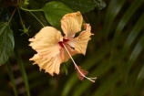 Akapuao-Tapere;bloom;blooms;Cook-Is;Cook-Islands;flower;flowers;garden;gardens;hibiscus;Hibiscus-flower;Hibiscus-flowers;hibiscuses;Maire-Nui;Maire-Nui-Botanical-Gardens;Maire-Nui-Gardens;Mairie-Nui;Mairie-Nui-Botanical-Gardens;Mairie-Nui-Gardens;Pacific;plant;plants;Rarotonga;South-Pacific;Titakaveka;tropical;tropical-flower;tropical-flowers;tropical-garden;tropical-gardens;tropical-island;tropical-islands;tropical-plant;tropical-plants;yellow