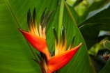 Akapuao-Tapere;bloom;blooms;Cook-Is;Cook-Islands;flower;flowers;garden;gardens;Heliconia;heliconia-psittacorum;heliconias;Mairie-Nui;Mairie-Nui-Botanical-Gardens;Mairie-Nui-Gardens;Pacific;Parrot-Flower;Parrot-Flowers;plant;plants;Rarotonga;South-Pacific;Titakaveka;tropical;tropical-flower;tropical-flowers;tropical-garden;tropical-gardens;tropical-island;tropical-islands;tropical-plant;tropical-plants