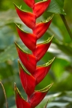 Akapuao-Tapere;bloom;blooms;Cook-Is;Cook-Islands;flower;flowers;garden;gardens;Heliconia-caribaea;lobster-claw;Maire-Nui;Maire-Nui-Botanical-Gardens;Maire-Nui-Gardens;Mairie-Nui;Mairie-Nui-Botanical-Gardens;Mairie-Nui-Gardens;Pacific;plant;plants;Rarotonga;Red-lobster-claw;South-Pacific;Titakaveka;tropical;tropical-flower;tropical-flowers;tropical-garden;tropical-gardens;tropical-island;tropical-islands;tropical-plant;tropical-plants;Wild-Plantain
