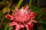 Akapuao-Tapere;bloom;blooms;Cook-Is;Cook-Islands;flower;flowers;garden;gardens;ginger-flower;Maire-Nui;Maire-Nui-Botanical-Gardens;Maire-Nui-Gardens;Mairie-Nui;Mairie-Nui-Botanical-Gardens;Mairie-Nui-Gardens;Nicolaia-elatior;Pacific;plant;plants;Rarotonga;red-ginger-lily;South-Pacific;Titakaveka;torch-ginger;torch-lily;tropical;tropical-flower;tropical-flowers;tropical-garden;tropical-gardens;tropical-island;tropical-islands;tropical-plant;tropical-plants;wild-ginger