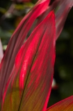 Akapuao-Tapere;Cook-Is;Cook-Islands;garden;gardens;leaf;leaves;Maire-Nui;Maire-Nui-Botanical-Gardens;Maire-Nui-Gardens;Mairie-Nui;Mairie-Nui-Botanical-Gardens;Mairie-Nui-Gardens;Pacific;plant;Rarotonga;red;red-leaves;South-Pacific;Titakaveka;tropical;tropical-garden;tropical-gardens;tropical-island;tropical-islands;tropical-plant;tropical-plants