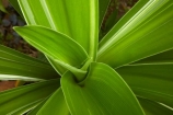 Akapuao-Tapere;Cook-Is;Cook-Islands;garden;gardens;leaf;leaves;Maire-Nui;Maire-Nui-Botanical-Gardens;Maire-Nui-Gardens;Mairie-Nui;Mairie-Nui-Botanical-Gardens;Mairie-Nui-Gardens;Pacific;plant;Rarotonga;South-Pacific;Titakaveka;tropical;tropical-garden;tropical-gardens;tropical-island;tropical-islands;tropical-plant;tropical-plants