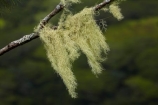 Cook-Is;Cook-Islands;lichen;lichens;Mt-Raemaru;Pacific;Raemaru-Mountain;Raemaru-Mtn;Rarotonga;South-Pacific;Takitoa-Ridge;Takitoa-Ridge-Track;Takitoa-Track;old-mans-beard;old-mans-beard;old-mans-beard-lichen;old-mans-beard-lichen