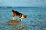 beach;Cook-Is;Cook-Islands;dog;dog-fishing;dogs;fishing;Pacific;Rarotonga;sheepdog;sheepdogs;South-Pacific;water