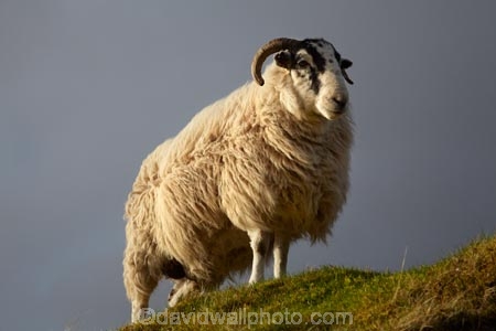 agricultural;agriculture;An-t_Eilean-Sgitheanach;Britain;country;countryside;Eilean-Cheò;farm;farming;farmland;farms;field;fields;G.B.;GB;Great-Britain;Highlands;Inner-Hebrides;Island-of-Skye;Isle-of-Skye;livestock;meadow;meadows;paddock;paddocks;pasture;pastures;ram;rams;rural;Scotland;Scottish-Highands;sheep;Skye;stock;Trotternish-Peninsula;U.K.;UK;United-Kingdom;wool;wooly