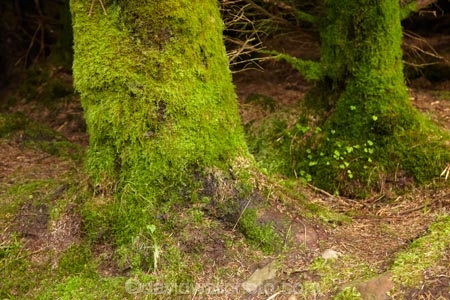 An-t_Eilean-Sgitheanach;Britain;Eilean-Cheò;forest;forests;G.B.;GB;Great-Britain;green;Highlands;Inner-Hebrides;Island-of-Skye;Isle-of-Skye;lush;moss;mossy;Scotland;Scottish-Highands;Skye;tree;tree-trunk;tree-trunks;trees;Trotternish-Peninsula;U.K.;UK;United-Kingdom;wet