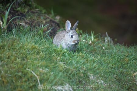 An-t_Eilean-Sgitheanach;animal;animals;Britain;bunny;bunny-rabbit;Eilean-Che;G.B.;GB;Great-Britain;Highlands;Inner-Hebrides;Island-of-Skye;Isle-of-Skye;lagomorphs;rabbit;rabbits;Scotland;Scottish-Highands;Skye;Trotternish-Peninsula;U.K.;UK;United-Kingdom;wildlife