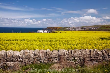 agricultural;agriculture;Banffshire;blue-amp;-yellow;blue-and-yellow;blue-skies;blue-sky;Britain;British-Isles;country;countryside;crop;crops;Cullen;dry-stone-wall;dry-stone-walls;drystone-wall;drystone-walls;farm;farming;farmland;farms;field;fields;G.B.;GB;Great-Britain;horticulture;meadow;meadows;Moray;paddock;paddocks;pasture;pastures;plant;plants;rape-field;rape-fields;rapeseed;rapeseed-field;rapeseed-fields;rapeseeds;rock-wall;rock-walls;rural;Scotland;stone-wall;stone-walls;U.K.;UK;United-Kingdom;yellow;yellow-amp;-blue;yellow-and-blue;yellow-field;yellow-fields