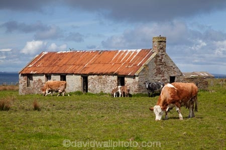 abandon;abandoned;Britain;British-Isles;Caithness;castaway;cattle;character;cottage;cottages;cow;cows;derelict;dereliction;deserted;desolate;desolation;destruction;G.B.;GB;Great-Britain;Highland;Highlands;historic;historical;house;houses;John-OGroats;livestock;neglect;neglected;old;old-fashioned;old_fashioned;ruin;ruins;run-down;rustic;Scotland;Scottish-Highlands;stock;stone-building;stone-buildings;stone-house;stone-houses;U.K.;UK;United-Kingdom;vintage