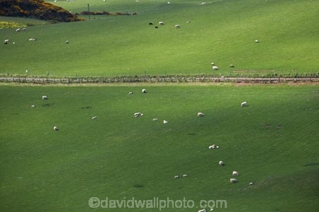 agricultural;agriculture;Berwickshire;Britain;British-Isles;country;countryside;Europe;farm;farming;farmland;farms;field;fields;G.B.;GB;Great-Britain;meadow;meadows;Northfield-Farm;paddock;paddocks;pasture;pastures;rural;Saint-Abbs;Scotland;Scottish-Borders;sheep;St-Abbs;St.-Abbs;U.K.;UK;United-Kingdom