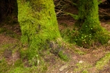 An-t_Eilean-Sgitheanach;Britain;Eilean-Cheò;forest;forests;G.B.;GB;Great-Britain;green;Highlands;Inner-Hebrides;Island-of-Skye;Isle-of-Skye;lush;moss;mossy;Scotland;Scottish-Highands;Skye;tree;tree-trunk;tree-trunks;trees;Trotternish-Peninsula;U.K.;UK;United-Kingdom;wet