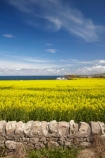 agricultural;agriculture;Banffshire;blue-amp;-yellow;blue-and-yellow;blue-skies;blue-sky;Britain;British-Isles;country;countryside;crop;crops;Cullen;dry-stone-wall;dry-stone-walls;drystone-wall;drystone-walls;farm;farming;farmland;farms;field;fields;G.B.;GB;Great-Britain;horticulture;meadow;meadows;Moray;paddock;paddocks;pasture;pastures;plant;plants;rape-field;rape-fields;rapeseed;rapeseed-field;rapeseed-fields;rapeseeds;rock-wall;rock-walls;rural;Scotland;stone-wall;stone-walls;U.K.;UK;United-Kingdom;yellow;yellow-amp;-blue;yellow-and-blue;yellow-field;yellow-fields