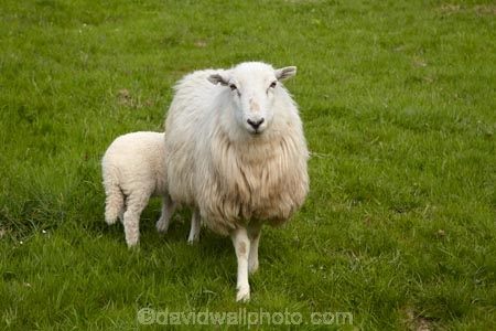 agricultural;agriculture;Animal;Animals;Britain;British-Isles;country;countryside;Cymru;ewe;ewes;farm;Farm-animals;farming;farmland;farms;field;fields;G.B.;GB;Great-Britain;herbivore;herbivores;herbivorous;lamb;livestock;mammal;mammals;meadow;meadows;Outdoor;Outdoors;Outside;paddock;paddocks;pasture;pastures;rural;sheep;stock;U.K.;UK;United-Kingdom;Wales;white;wool;woolly;wooly