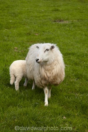 agricultural;agriculture;Animal;Animals;Britain;British-Isles;country;countryside;Cymru;ewe;ewes;farm;Farm-animals;farming;farmland;farms;field;fields;G.B.;GB;Great-Britain;herbivore;herbivores;herbivorous;lamb;livestock;mammal;mammals;meadow;meadows;Outdoor;Outdoors;Outside;paddock;paddocks;pasture;pastures;rural;sheep;stock;U.K.;UK;United-Kingdom;Wales;white;wool;woolly;wooly