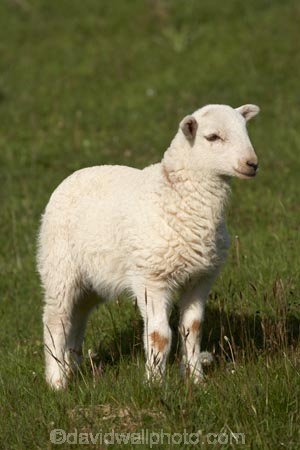 agricultural;agriculture;Animal;Animals;Britain;British-Isles;country;countryside;Cymru;farm;Farm-animals;farming;farmland;farms;field;fields;G.B.;GB;Great-Britain;herbivore;herbivores;herbivorous;lamb;livestock;mammal;mammals;meadow;meadows;Outdoor;Outdoors;Outside;paddock;paddocks;pasture;pastures;rural;sheep;stock;U.K.;UK;United-Kingdom;Wales;white;wool;woolly;wooly