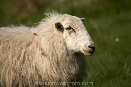 agricultural;agriculture;Animal;Animals;Britain;British-Isles;country;countryside;Cymru;ewe;ewes;farm;Farm-animals;farming;farmland;farms;field;fields;G.B.;GB;Great-Britain;herbivore;herbivores;herbivorous;livestock;mammal;mammals;meadow;meadows;Outdoor;Outdoors;Outside;paddock;paddocks;pasture;pastures;rural;sheep;stock;U.K.;UK;United-Kingdom;Wales;white;wool;woolly;wooly