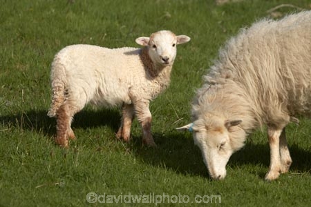 agricultural;agriculture;Animal;Animals;Britain;British-Isles;country;countryside;Cymru;ewe;ewes;farm;Farm-animals;farming;farmland;farms;field;fields;G.B.;GB;Great-Britain;herbivore;herbivores;herbivorous;lamb;livestock;mammal;mammals;meadow;meadows;Outdoor;Outdoors;Outside;paddock;paddocks;pasture;pastures;rural;sheep;stock;U.K.;UK;United-Kingdom;Wales;white;wool;woolly;wooly