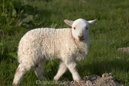 agricultural;agriculture;Animal;Animals;Britain;British-Isles;country;countryside;Cymru;farm;Farm-animals;farming;farmland;farms;field;fields;G.B.;GB;Great-Britain;herbivore;herbivores;herbivorous;lamb;livestock;mammal;mammals;meadow;meadows;Outdoor;Outdoors;Outside;paddock;paddocks;pasture;pastures;rural;sheep;stock;U.K.;UK;United-Kingdom;Wales;white;wool;woolly;wooly