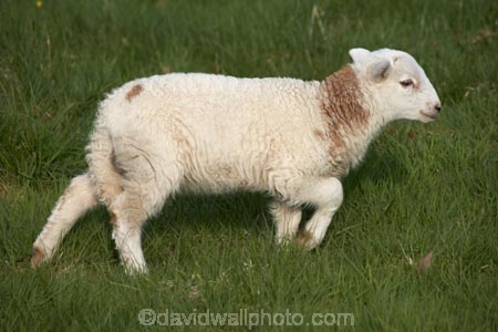 agricultural;agriculture;Animal;Animals;Britain;British-Isles;country;countryside;Cymru;farm;Farm-animals;farming;farmland;farms;field;fields;G.B.;GB;Great-Britain;herbivore;herbivores;herbivorous;lamb;livestock;mammal;mammals;meadow;meadows;Outdoor;Outdoors;Outside;paddock;paddocks;pasture;pastures;rural;sheep;stock;U.K.;UK;United-Kingdom;Wales;white;wool;woolly;wooly